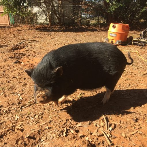 Potbelly-pig-in-mud