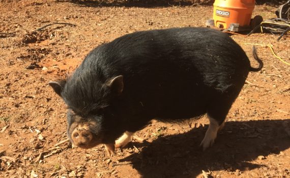 Potbelly-pig-in-mud