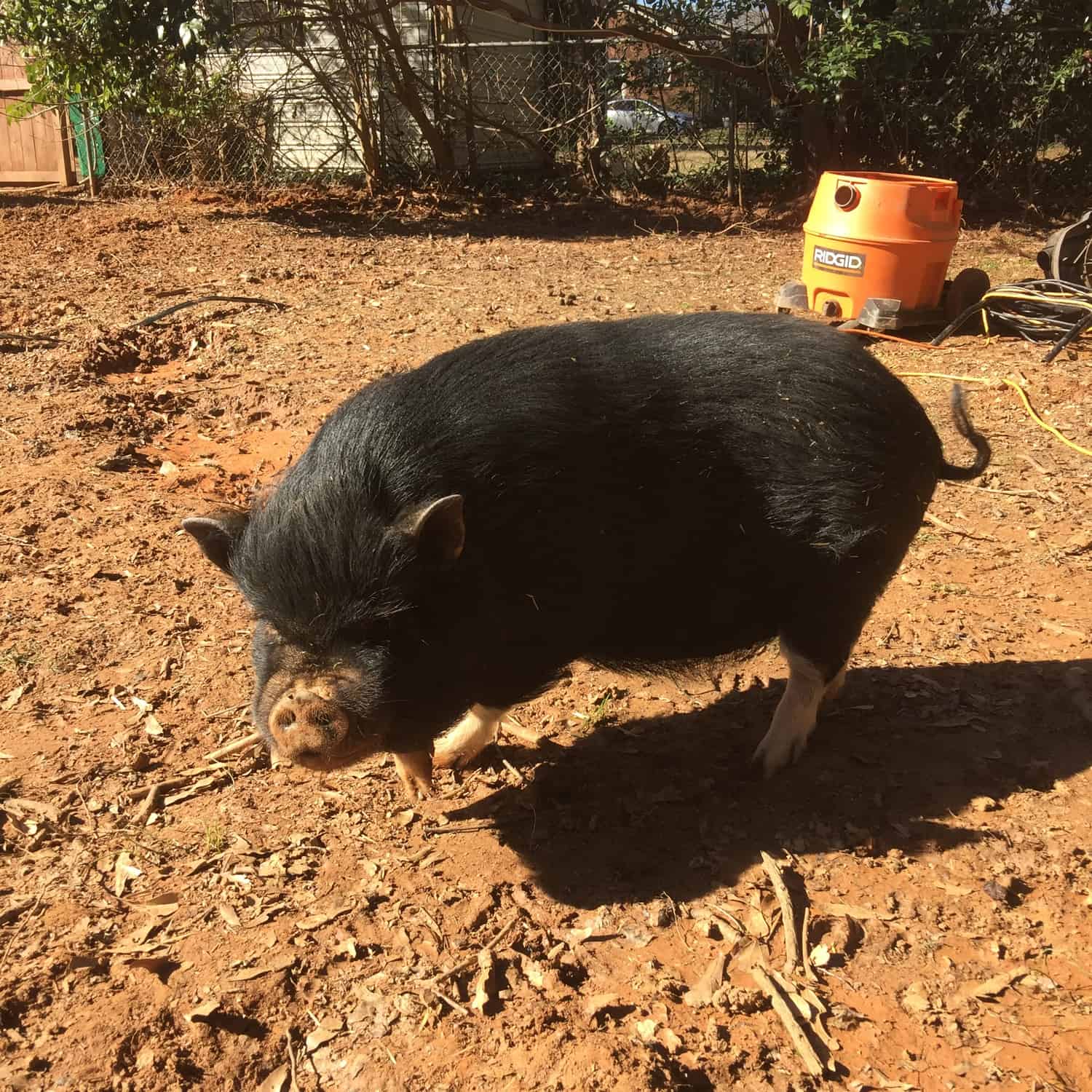 grown pot belly pig