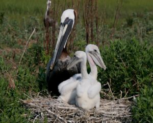 Brown Pelican