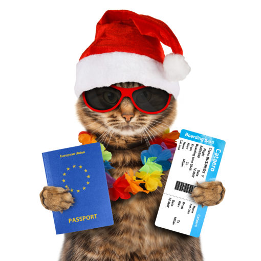 Holiday-Cat-Traveling