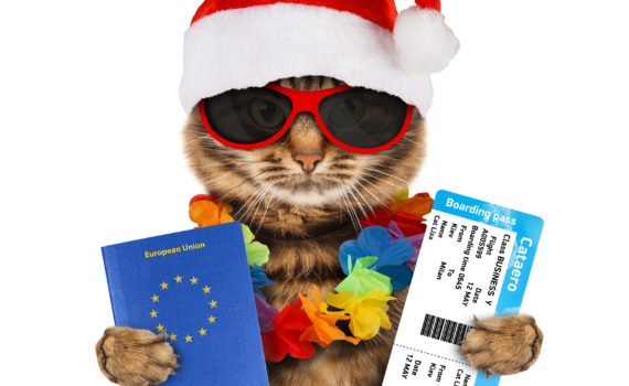 Holiday-Cat-Traveling