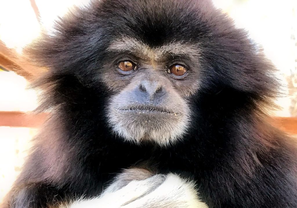 Gibbon-Staring-into-Camera