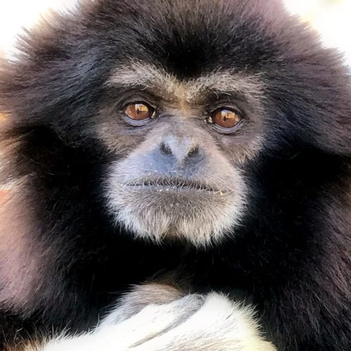 Gibbon-Staring-into-Camera