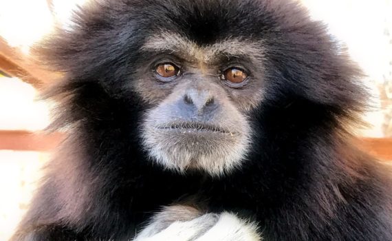 Gibbon-Staring-into-Camera
