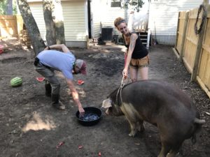 Rescuers-helping-pig