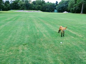 Fox on Golf Course