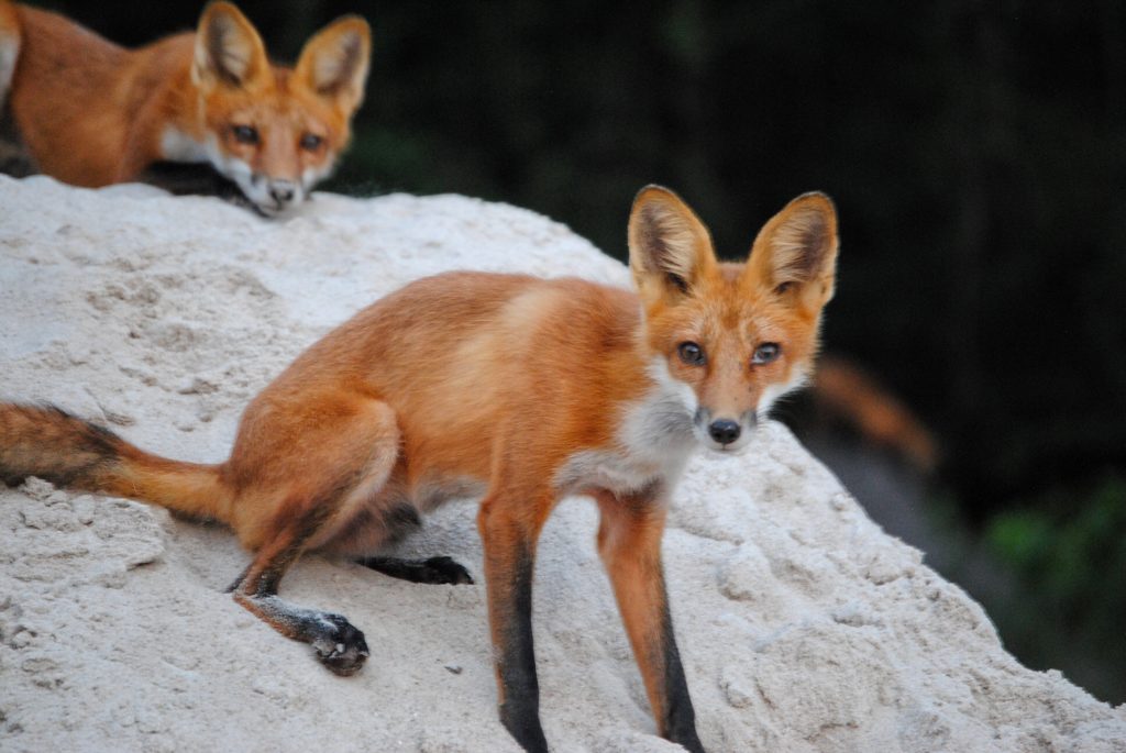 Foxes of Muni Golf