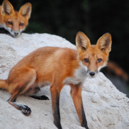 Foxes of Muni Golf