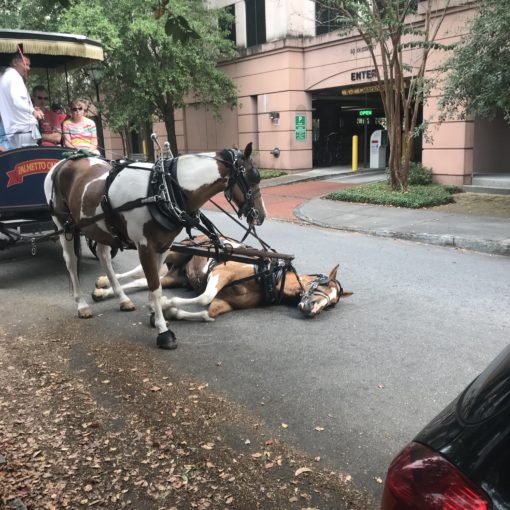 Charleston-Carriage-Horse-Collapses