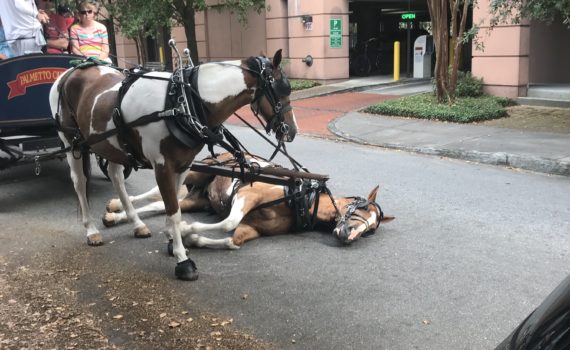 Charleston-Carriage-Horse-Collapses