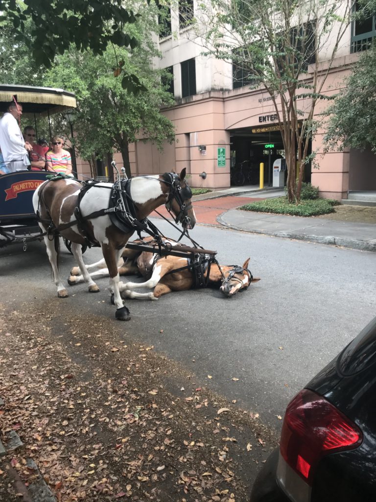Charleston-Carriage-Horse-Collapses