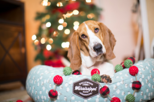 Hound-in-donut-bed