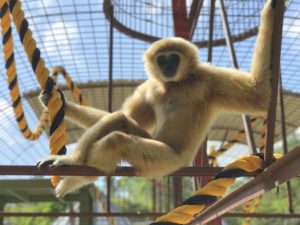 Gibbon-Poses-on-Climbing-tower