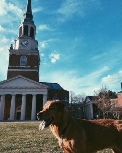 Foster-dog-wake-forrest-campus