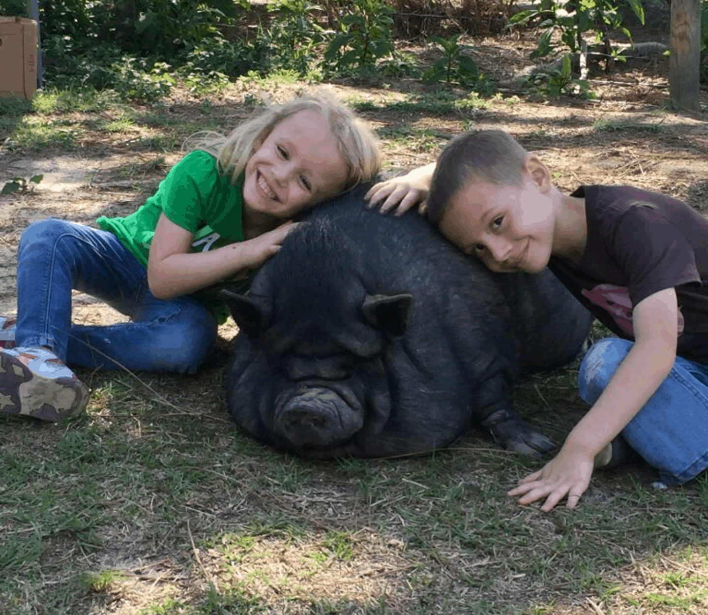 the-big-myth-why-so-many-potbelly-pigs-are-abandoned