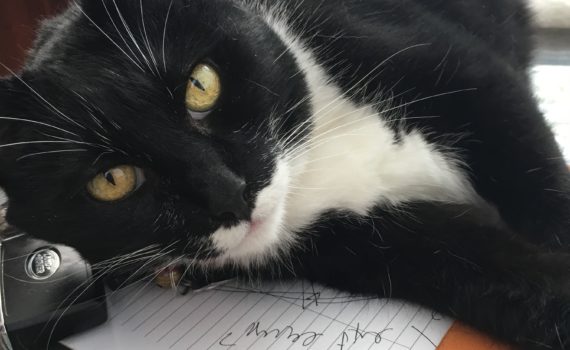 Responsible Rehoming