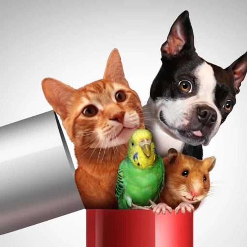 Pet Medicine