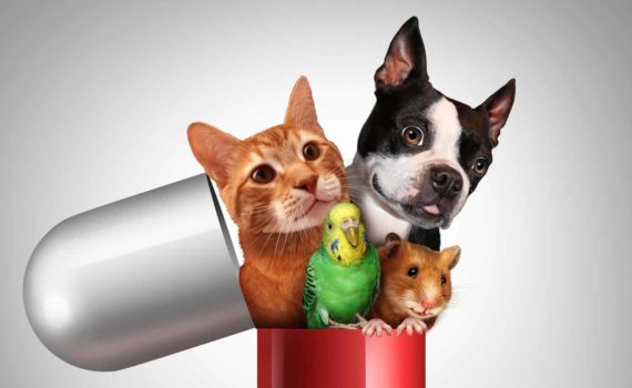 Pet Medicine
