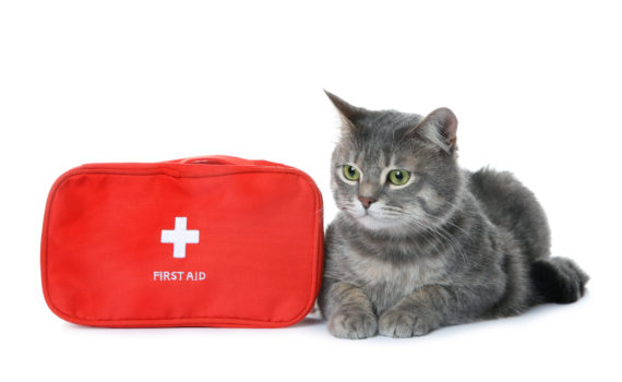 Pet CPR