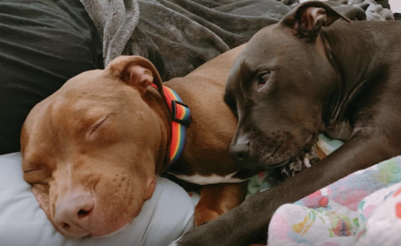 Adopters