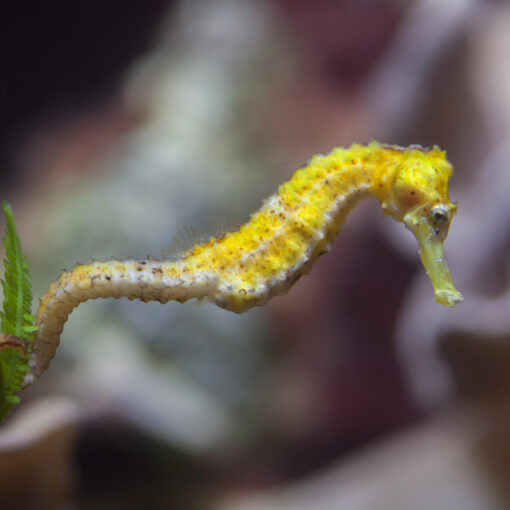 Seahorse - South Carolina