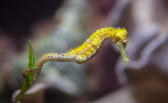 Seahorse - South Carolina