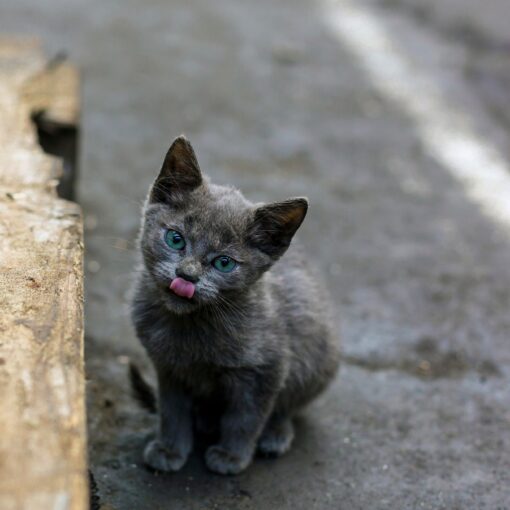 rabies-outbreak-south-carolina