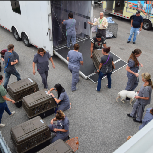 hurricane-animal-evacuation