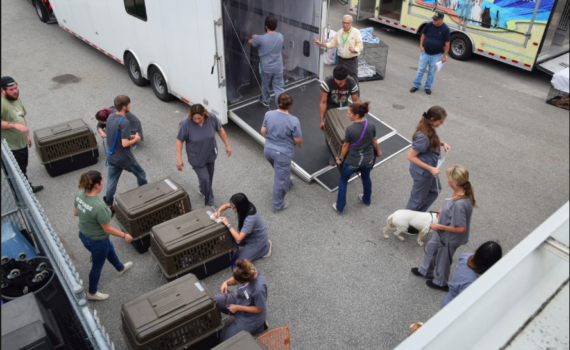 hurricane-animal-evacuation