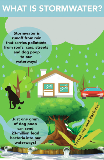 what bacteria is in dog poop