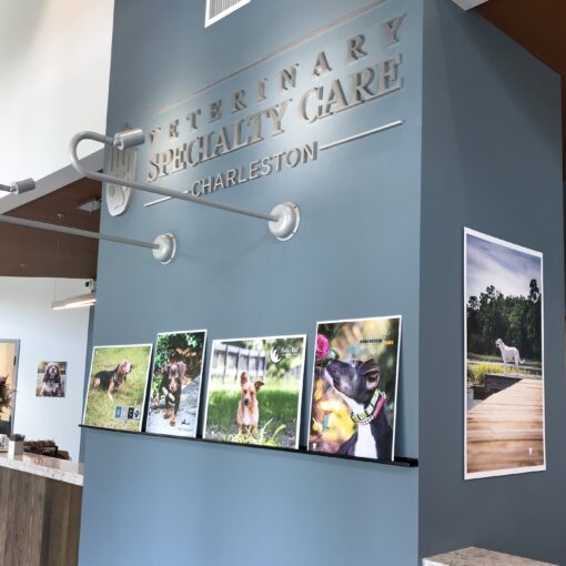 VSC Summerville Opening