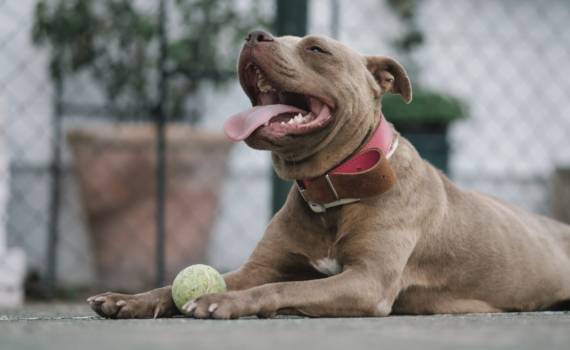 Save the Pit Bull | Carolina Tails