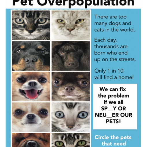 Pet Overpopulation | Carolina Tails