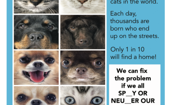 Pet Overpopulation | Carolina Tails