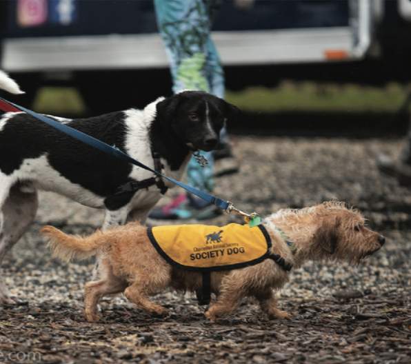 Paws in the Park