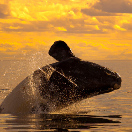 Endangered Whales