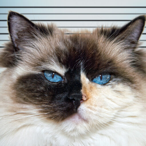 Ask A Lawyer | Carolina Tails Magazine