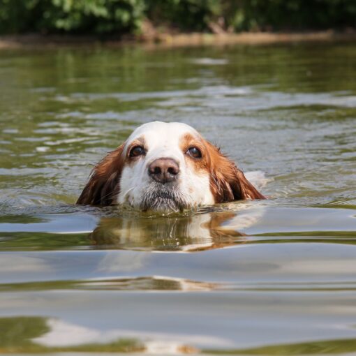 Safe to Swim | Carolina Tails Magazine