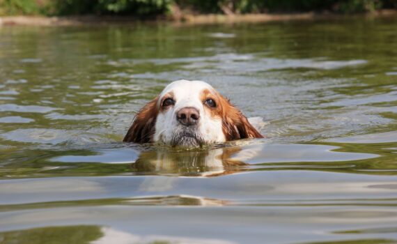 Safe to Swim | Carolina Tails Magazine