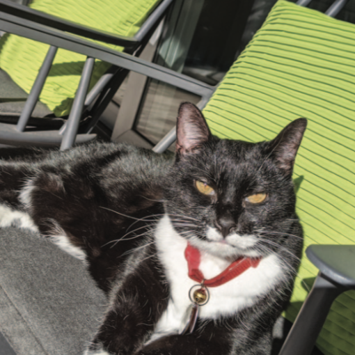 Cat's Fat Pouch | Carolina Tails Magazine