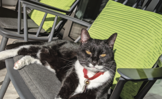 Cat's Fat Pouch | Carolina Tails Magazine