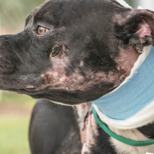 Ending Cruelty Doesn't Stop | Carolina Magazine