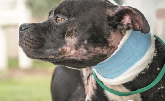 Ending Cruelty Doesn't Stop | Carolina Magazine