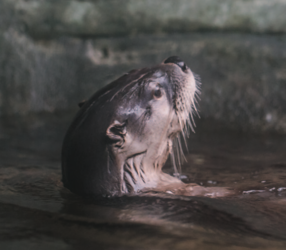 Showstopper Otters | Carolina Tails Magazines