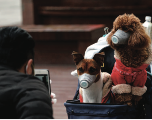 Coronavirus and your pet