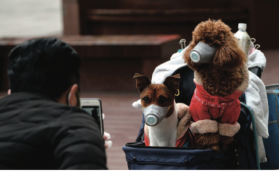 Coronavirus and your pet