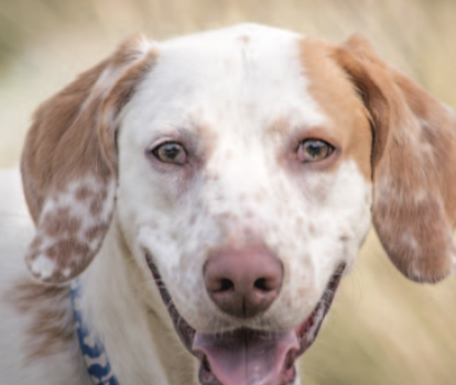 Take Me Home | Carolina Tails Magazine