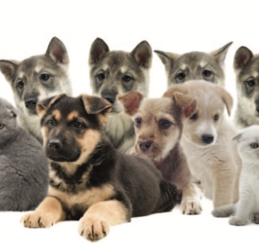 Vet Directory | Carolina Tails Magazine