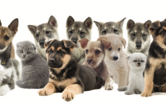 Vet Directory | Carolina Tails Magazine